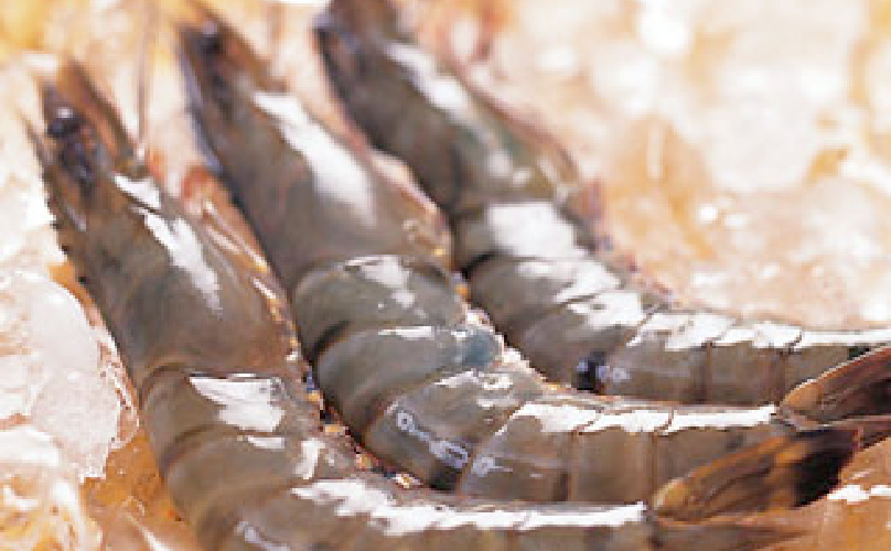 エコシュリンプ